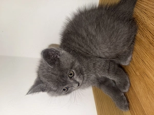 Bkh babykatze 