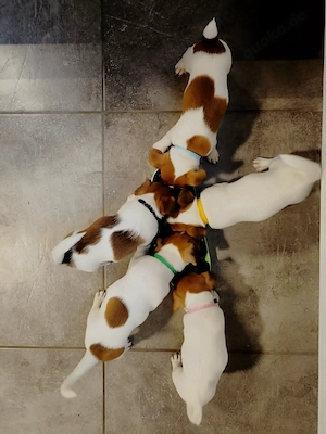 Jack Russell Terrier Welpen  ABGABEBEREIT 