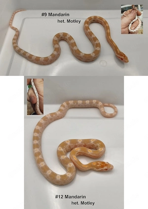 Kornnatter Mandarin het. Motley   FFM + Hamm möglich