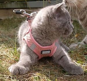 BKH Kitten Britisch Kurzhaar Kater Rauchgrau