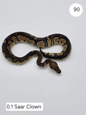 0.1 Saar Clown Königspython (Python regius)