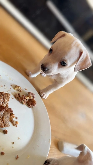 wunderschöne Jackrussel chihuaua malteser mix welpen