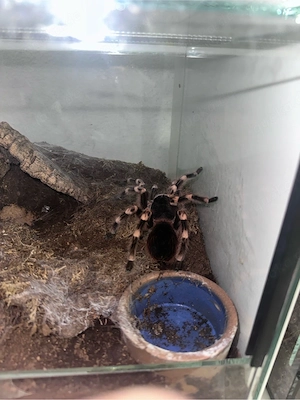 Vogelspinnen Hobbyaufgabe