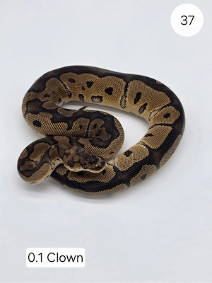 0.1 Clown Königspython (Python regius)