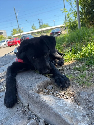 Labrador-Herder-Mix Hündin (4 Monate) sucht liebevolles Zuhause