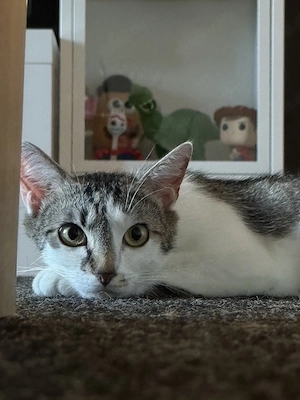 Liebevolle Katze (2 Jahre) sucht ein neues Zuhause   