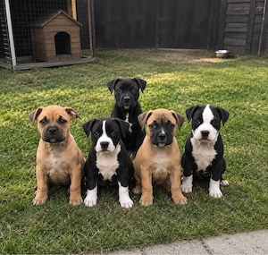 OEB American bully xl welpen 
