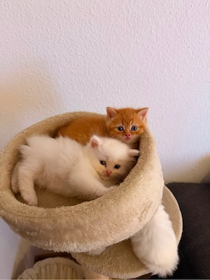 Liebevolle Kater suchen ein neues Zuhause   