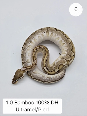 1.0 Bamboo DH Ultra Pied Königspython (Python regius)