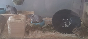 Degus männlich topfit 