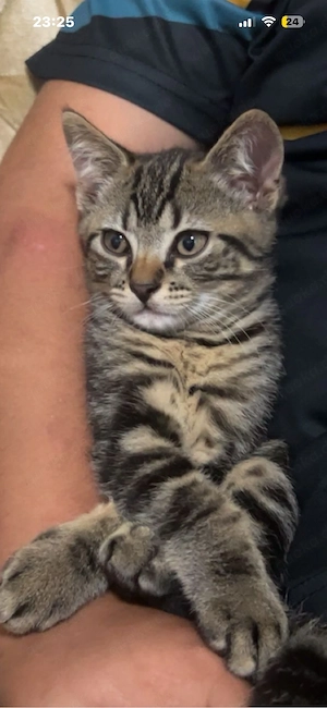 Kleiner kater zu verkaufen 