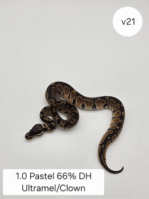  1.0 Pastel 66% DH Ultra Clown Königspython (Python regius)