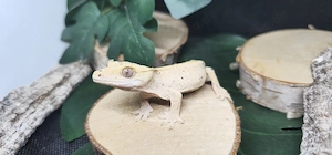 Geckonaut 2025