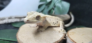 Geckonaut 2024