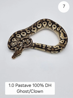  1.0 Pastel Mojave DH Ghost Clown Königspython (Python regius)