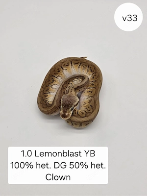 1.0 Pastel Pin Yb het DG 50% het. Clown Königspython (Python regius)