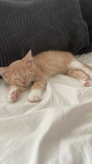 Europäische Kurzhaar Kitten sucht neues Zuhause