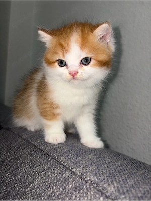 Süßer BLH-Kater sucht ein liebevolles Zuhause