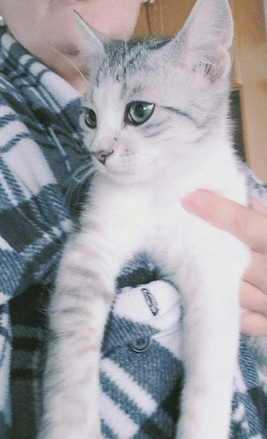  1Bkh-Mix Kitten 