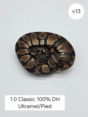 1.0 Classic DH Ultramel Pied Königspython (Python regius)
