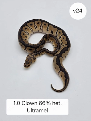 1.0 Clown 66% het. Ultramel Königspython (Python regius)