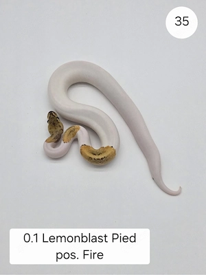 0.1 Lemonblast Pied pos. Fire  Königspython (Python regius)