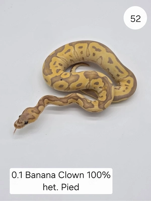 0.1 Banana Clown het Pied Königspython (Python regius)
