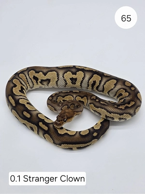 0.1 Stranger Clown  Königspython (Python regius)