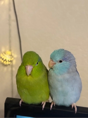 Sperlings Papageien 