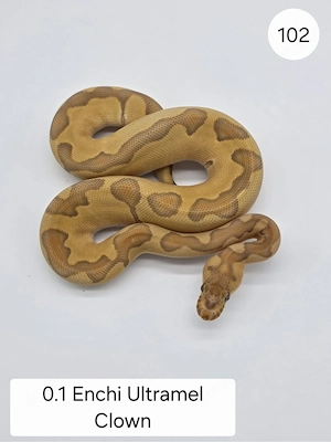0.1 Enchi Ultramel Clown  Königspython (Python regius)