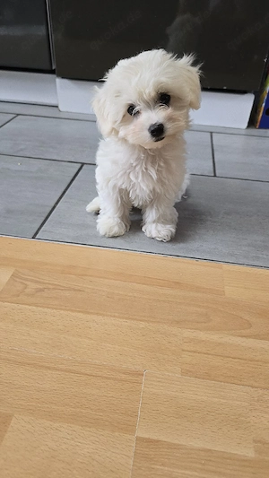 Bichon Frisé  Malteser Welpe (Mädchen) 