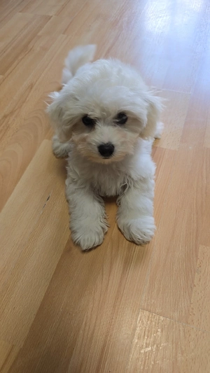 Bichon Frisé  Malteser Welpe (Mädchen) 