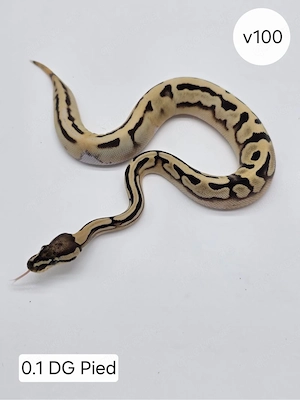 0.1 DG Pied. Königspython (Python regius)