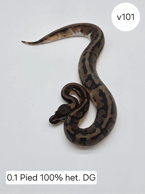 0.1 Pied het DG. Königspython (Python regius)