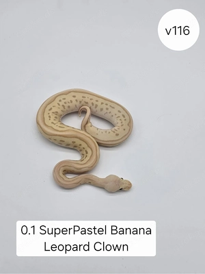 0.1 Super Pastel Banana Leo Clown. Königspython (Python regius)
