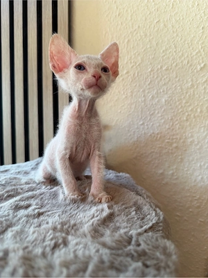 Ein Sphynx bub sucht noch 
