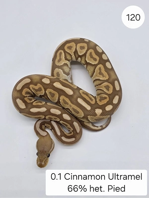 0.1 Cinnamon Ultramel 66% het Pied . Königspython (Python regius)