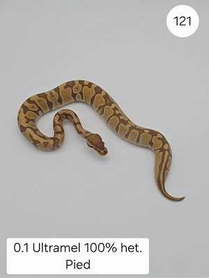 0.1 Ultra het Pied  . Königspython (Python regius)