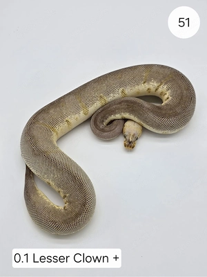 0.1 Lesser Clwon+  . Königspython (Python regius)