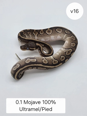 0.1 Mojave DH Ultra Pied . Königspython (Python regius)