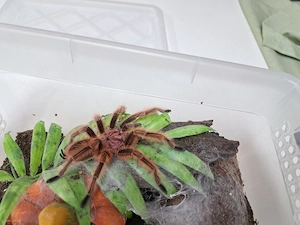 1.0 Grammostola rosea (RCF) - frisch adult RH 07 26