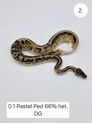0.1 Pastel Pied 66% het. DG. Königspython (Python regius)