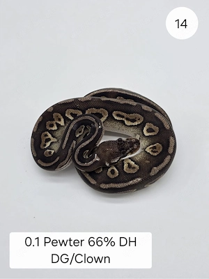 0.1 Pewter 66% DH DG Clown . Königspython (Python regius)