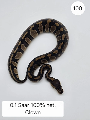 0.2 Saar het Clown . Königspython (Python regius)