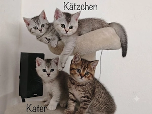 BKH Kitten 