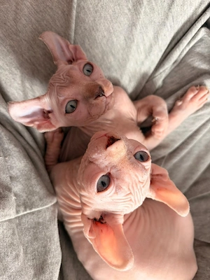 Wunder Schöne Elf Sphynx Kitten 