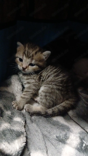 bkh mix Katze 