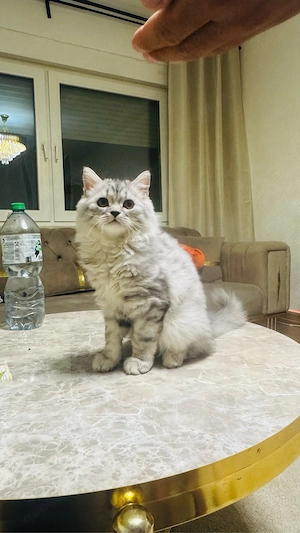Wunderschöner weiß-silberner Kater 