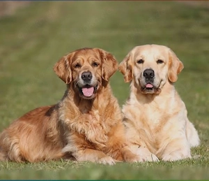 Golden Retriever 