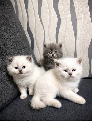 Britsch Katzen 